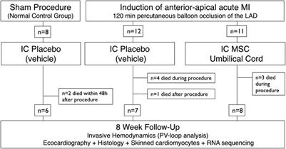 Frontiers | Human-umbilical cord matrix mesenchymal cells improved